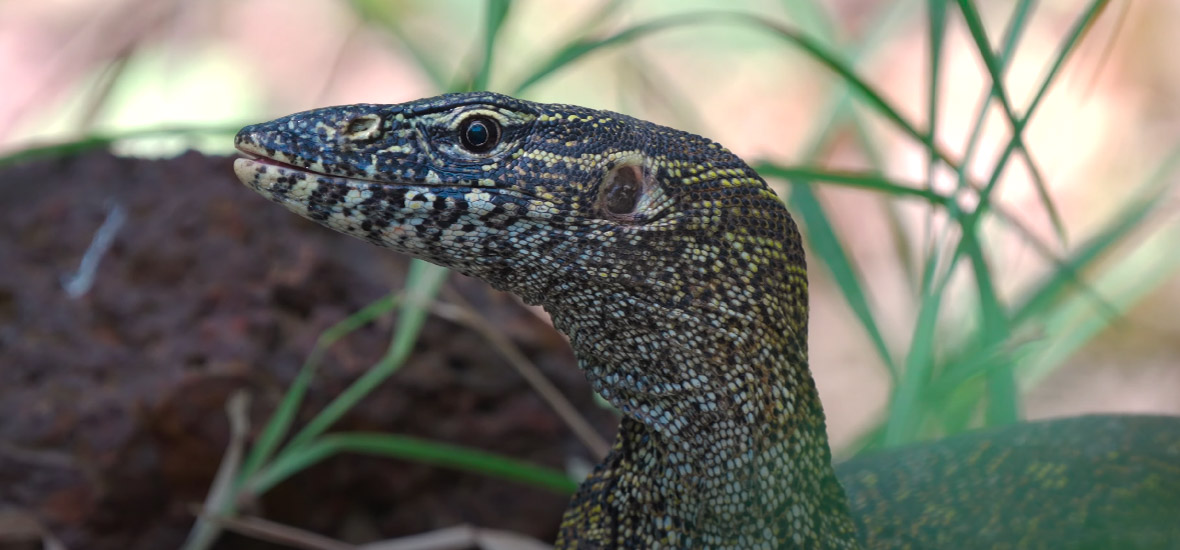 Nile monitor